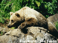 Alaska Brown bear looking for salmon on the bank of the river. Photography Lee Young