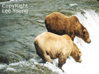 Two Alaska Brown bears salmon fishing in the river. Photography by Lee Young